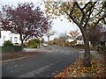 Autumn leaves, Croft Road, Carlisle in CA3 9AU