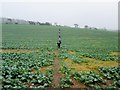 Single file along the field footpath in YO18 7LX