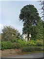 Monkey puzzle tree in a Tarraby garden in CA3 9HW