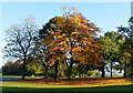 Autumn in the park, Tilehurst, Berkshire in RG31 6LE