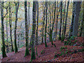 The defile of the Allt Graad, Evanton Community Wood in IV16 9XR