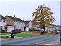 Autumn tree, Belle Vue, Carlisle in CA2 7XG