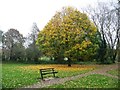 Autumn in the park, Carlisle in CA2 7TQ