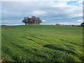 Farmland off the A688 in DL12 8UB