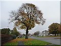 Autumn tree, Orton Road, Carlisle in CA2 7TQ