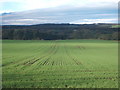Large crop field off the A688 in Cleatlam