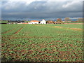 Crop field towards Sink House Farm in Wackerfield