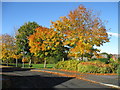 Autumn colours, Barrington Meadows in DL14 0SW