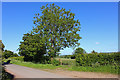 Country Lane near Peckingell in SN15 4LQ