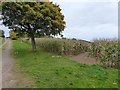 Path into a maize maze at Darts Farm, Topsham in EX3 0QH