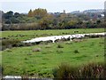 Wetlands in the Clyst valley at Darts Farm, Topsham in EX3 0QH