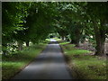 A tree lined Brockhall Road in Brockhall