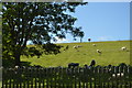 Sheep grazing, Embankment, Wraysbury Reservoir in SL3 9PH