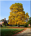 Tree in autumn glory, Stanford Dingley, Berkshire in RG7 6LU