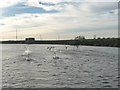 Swans taking off on the River Aire at Wood Holmes in DN14 0ST