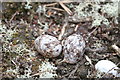 Nightjar eggs, Philliols Heath in BH20 7NX