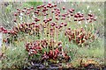 Pitcher plants, Philliols Heath in BH20 7NX