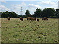 Grazing, Thornham Parva in Thornham Parva