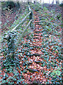 Steps, Teagles Copse, near Tockenham Corner in SN15 4DJ