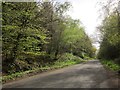 Road through Luxhay Wood in TA3 7SL