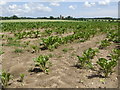 Beet field at Spink's Hill in Broome