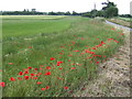 Poppies on the corner in NR13 3JE