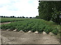 Potato crop near Watt's Hall Farm in NR13 6AW