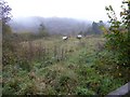 Rough pasture for sheep above Cleave Wood in TQ13 7PJ