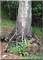 Foxglove at Bridgefoot in AB34 5PT