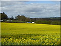 Field of oilseed rape near Dinedor Court in HR2 6LG