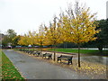 Line of trees and seats in Clifton Park, Rotherham in S60 2AG