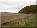 Stubble and Maules Wood in DD9 6TW