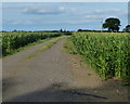 Track through a field of maize in NN7 3DB