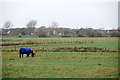 Horse in a field, near Shirdley Hill in PR8 5PL