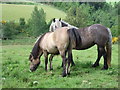 Horses near Whitehill in AB34 4XL