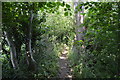 Footpath to Coldharbour Rd in TN11 8ET