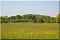 Meadow, South Park Farm in TN11 8ET