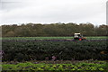 Cropping cabbages, Graveyard Lane, Bickerstaffe in L39 9EG