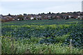 Cabbages, Black Moss Lane, Aughton in Ormskirk