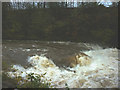 The River Kent in spate at Levens Force in LA8 8EB