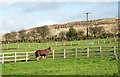 Well dressed horse in paddock in DH8 0NX
