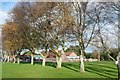 A line of trees beside the hockey pitch at Wellow House School in NG22 9AX