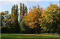 Autumn in the park, Tilehurst, Berkshire in RG31 5EB