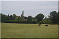 Cattle grazing by Sandling Oast in TN11 0PH