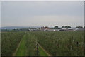 Apple Orchards, Moat Farm in TN12 6TL