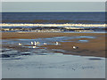 Gulls on North Sands in De Bruce Ward