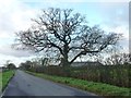 Tree alongside York Lane in YO60 7QP