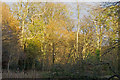 Sunlight catches the trees in Lower Forest, Epping in CM16 6TT