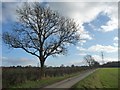 Roadside tree, Lilling Low Lane in YO60 7QU