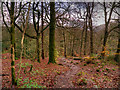 Path in Stock Ghyll Woods in LA22 9ER